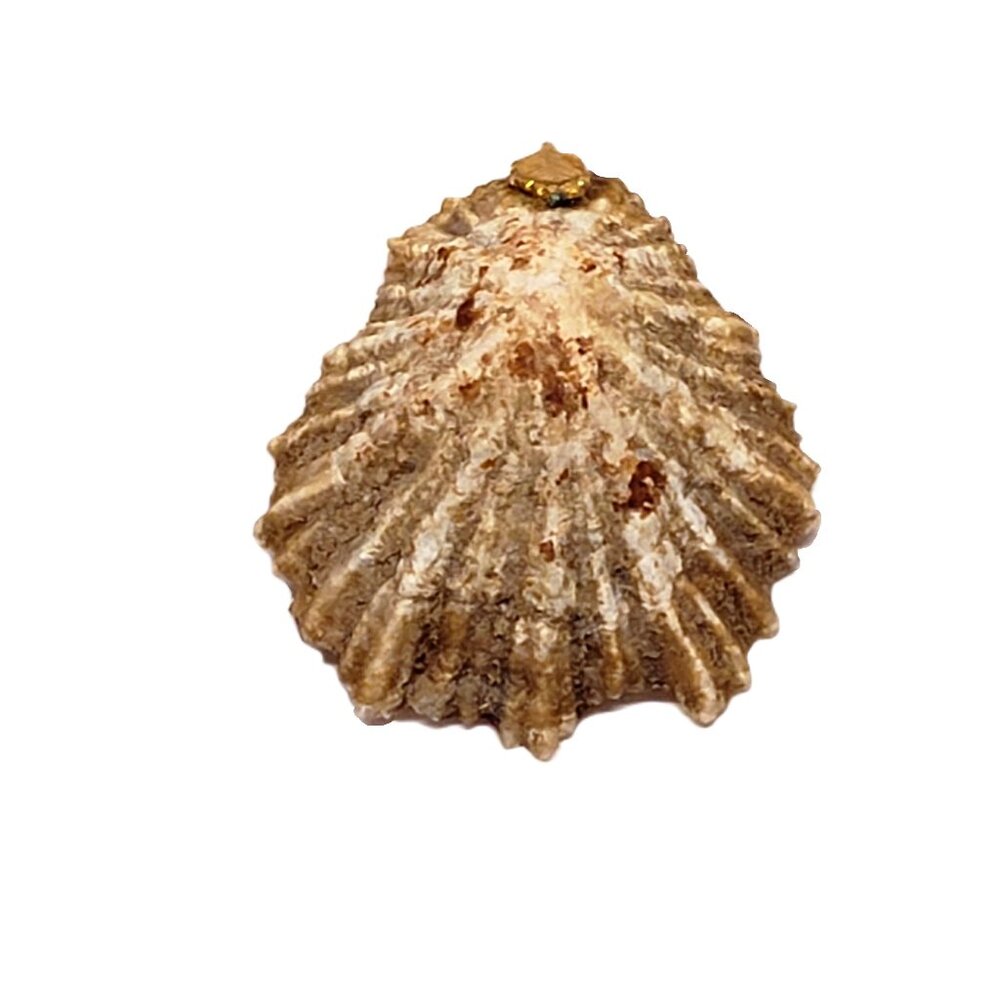 Limpet Shell Pendant Seashell Natural Real Necklace Charm 1.5"